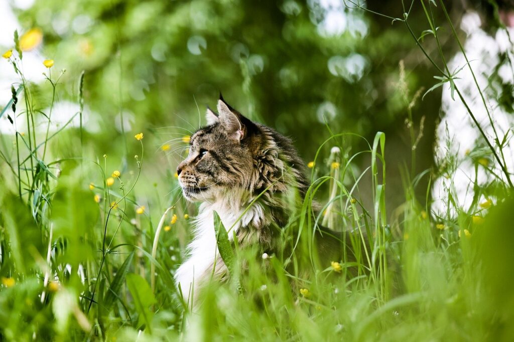 animal, nature, cat-8473850.jpg