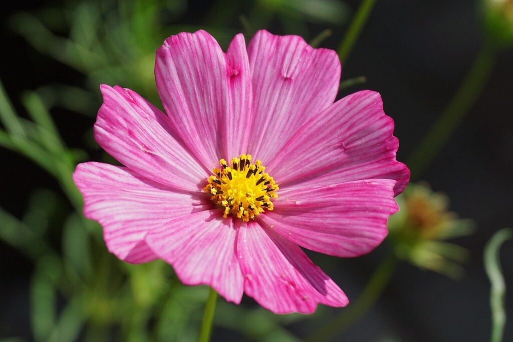 garden cosmos, flower, plants-8483817.jpg